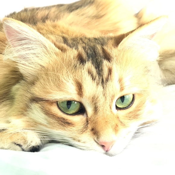 astrokitty1111